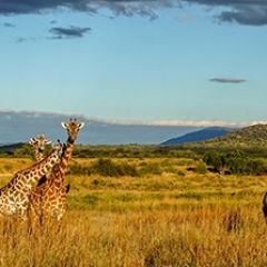 Кухонный фартук Фауна 061 МДФ матовый (3000) Fauna в Чебаркуле - chebarkul.mebel24.online | фото