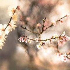 Кухонный фартук Цветы 317 МДФ матовый (3000) Flowers в Чебаркуле - chebarkul.mebel24.online | фото